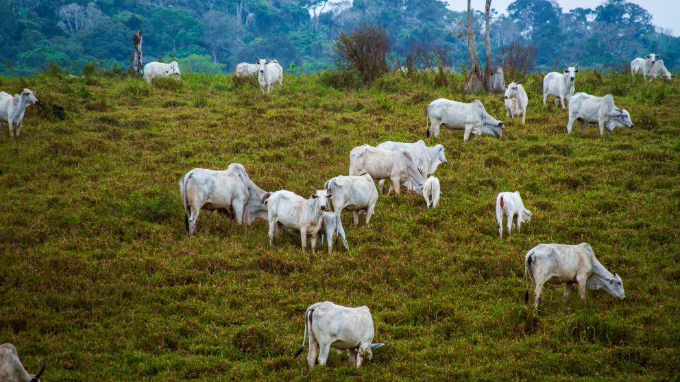 Deforestation in the Brazilian Amazon surged under the government of Jair Bolsonaro.