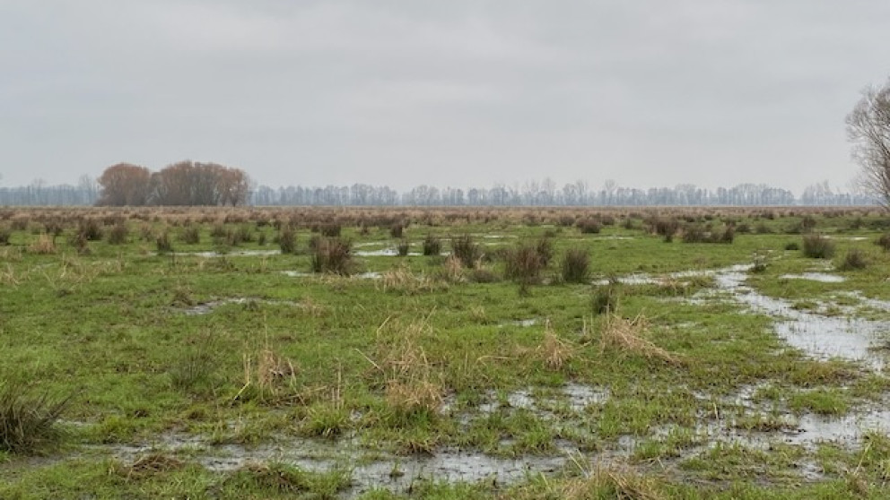 Trockengelegte Moorflächen in Brandenburg werden häufig für den Ackerbau und als Grünland genutzt.