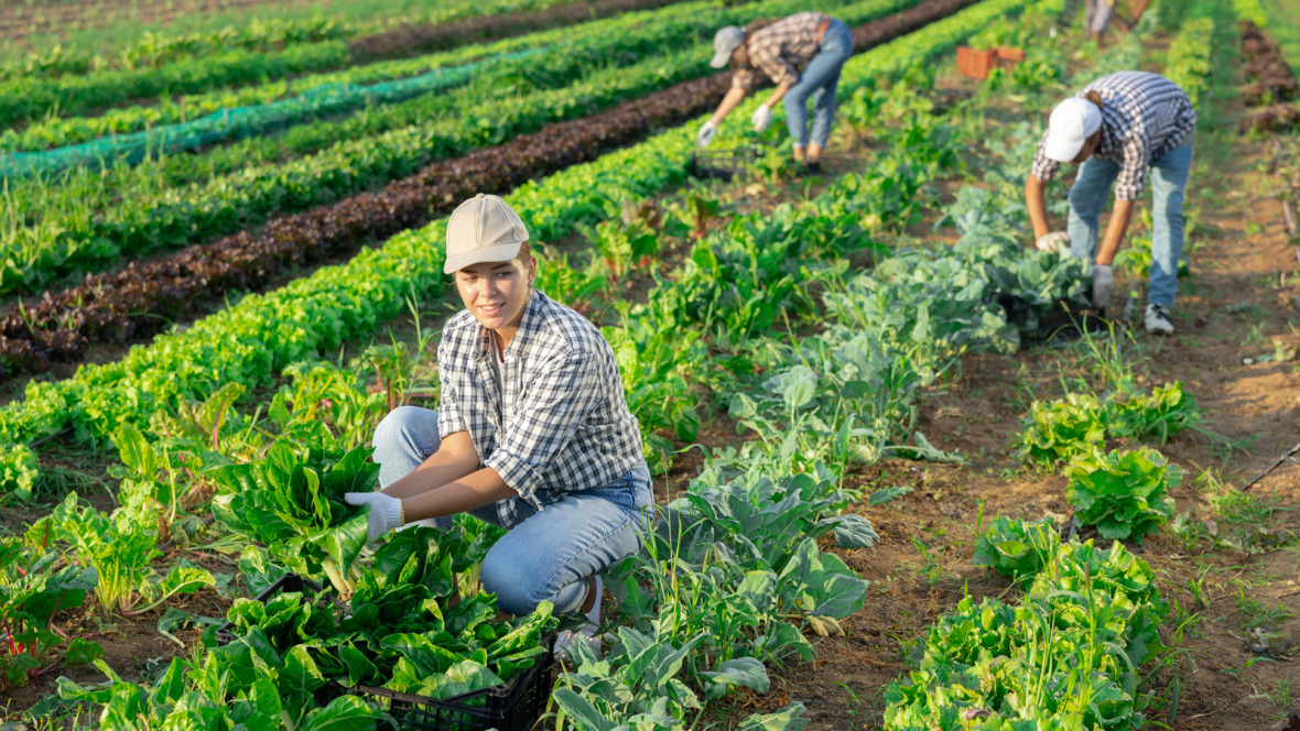 The aim of the [pane] project is to research the social, economic and ecological effects of community-supported agriculture in structurally weak rural regions.