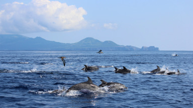 Delphine vor den Azoren: Die Region Makaronesien ist ein wichtiges Reservoir für marine Biodiversität.